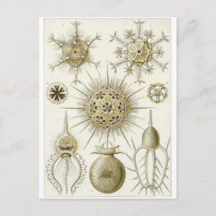 Ernst Haeckel Art Carte postale : Phaeodaria