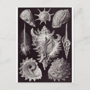 Ernst Haeckel Art Carte postale : Prosobranchie