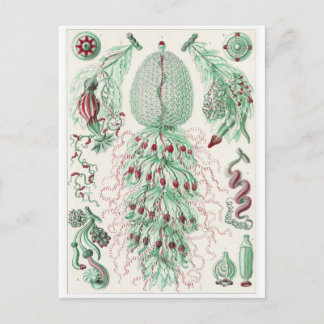 Ernst Haeckel Art Carte postale : Siphonophorae