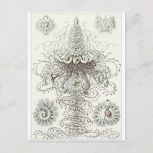Ernst Haeckel Art Carte postale : Siphonophorae