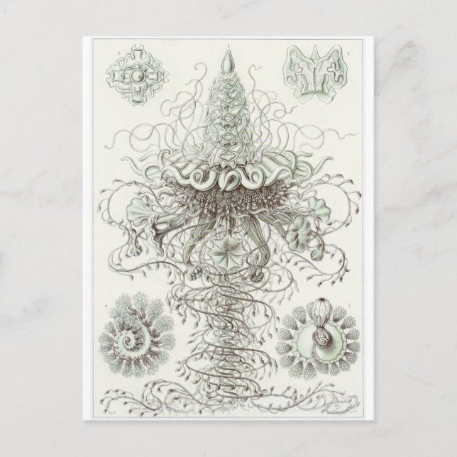 Ernst Haeckel Art Carte postale : Siphonophorae (Devant)