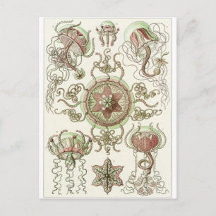 Ernst Haeckel Art Carte postale : Trachomedusae