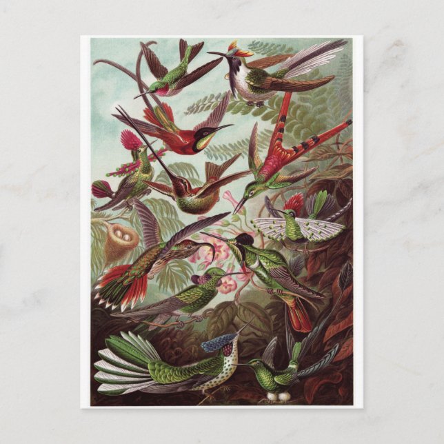 Ernst Haeckel Art Carte postale : Trochilidae (Devant)