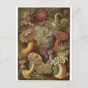 Ernst Haeckel Art Postcard: Actiniae Postkarte