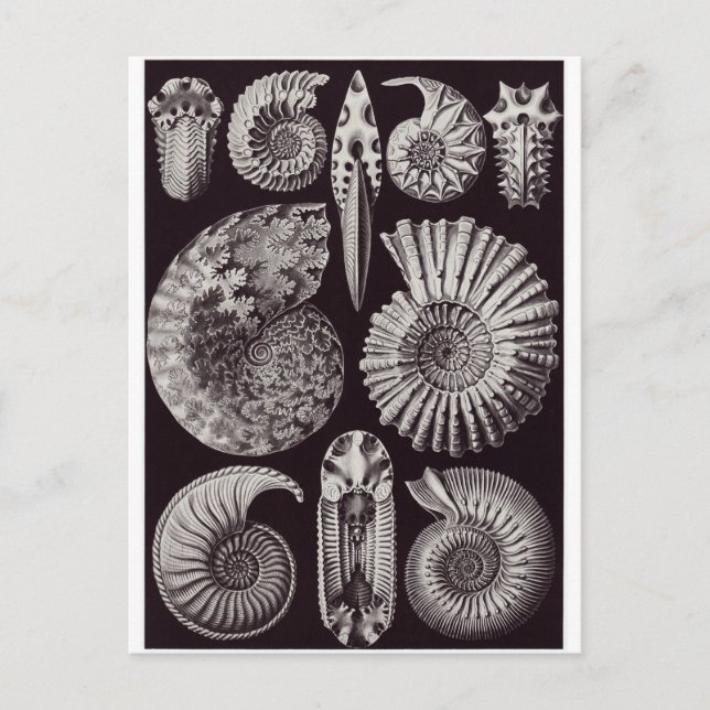 Ernst Haeckel Art Postcard: Ammonitida Postkarte (Vorderseite)