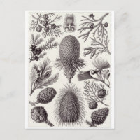 Ernst Haeckel Art Postcard: Coniferae