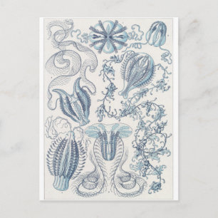 Ernst Haeckel Art Postcard: Ctenophorae Postkarte