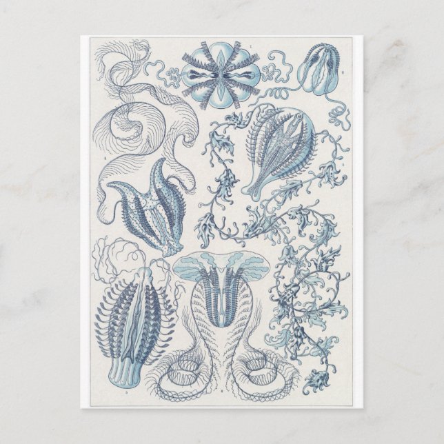 Ernst Haeckel Art Postcard: Ctenophorae Postkarte (Vorderseite)