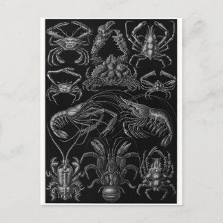 Ernst Haeckel Art Postcard: Decapoda Postkarte