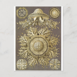 Ernst Haeckel Art Postcard: Discomedusae Postkarte