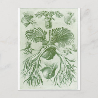 Ernst Haeckel Art Postcard: Filicinae Postkarte