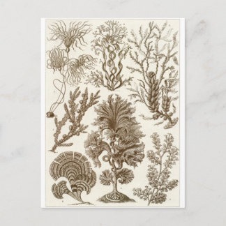 Ernst Haeckel Art Postcard: Fucoideae Postkarte
