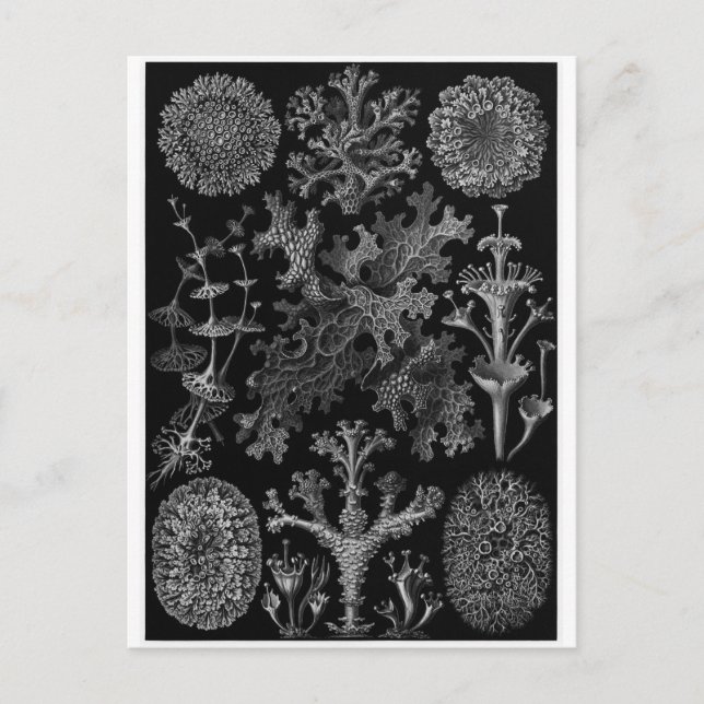 Ernst Haeckel Art Postcard: Lichenes Postkarte (Vorderseite)