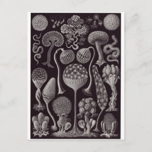 Ernst Haeckel Art Postcard: Mycetozoa Postkarte