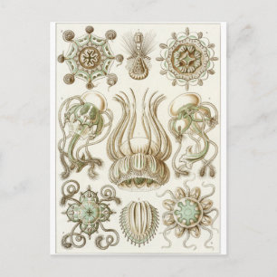 Ernst Haeckel Art Postcard: Narcomedusae Postkarte