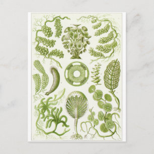 Ernst Haeckel Art Postcard: Siphoneae Postkarte