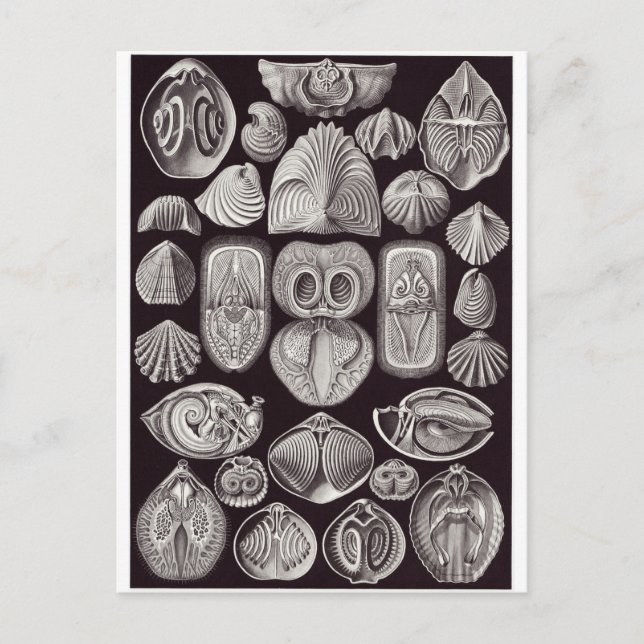 Ernst Haeckel Art Postcard: Spirobranchia Postkarte (Vorderseite)