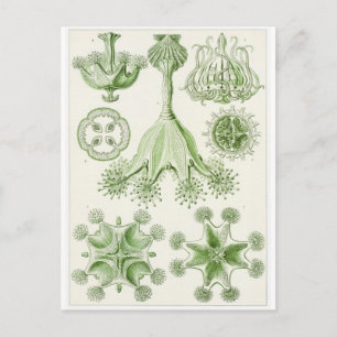 Ernst Haeckel Art Postcard: Stauromedusae Postkarte