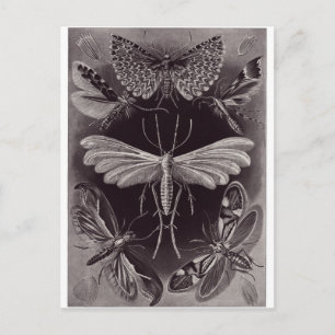 Ernst Haeckel Art Postcard: Tineida Postkarte