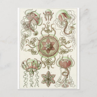 Ernst Haeckel Art Postcard: Trachomedusae Postkarte
