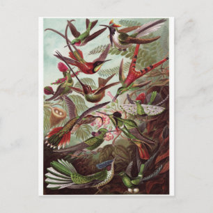 Ernst Haeckel Art Postcard: Trochilidae Postkarte