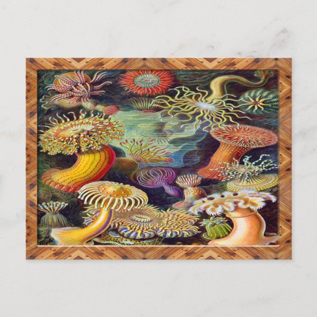 Ernst Haeckel Art Print: Actiniae Postkarte (Vorderseite)