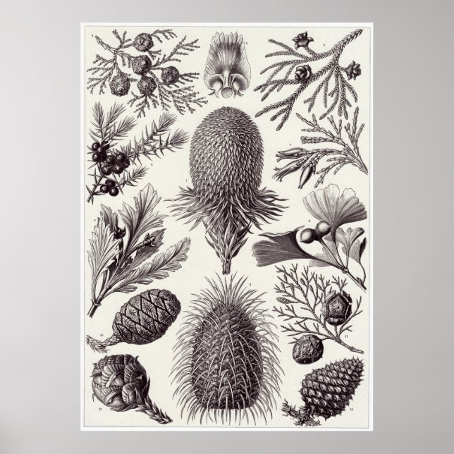 Ernst Haeckel Art Print: Coniferae Poster (Vorne)