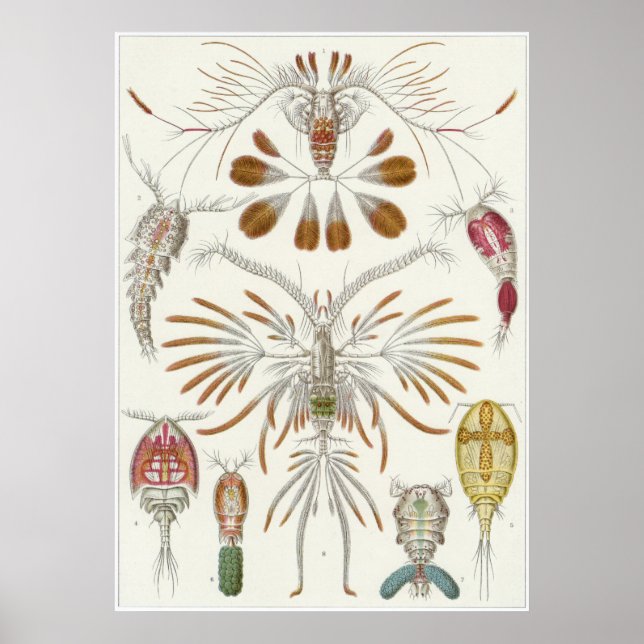 Ernst Haeckel Art Print: Copepoda Poster (Vorne)