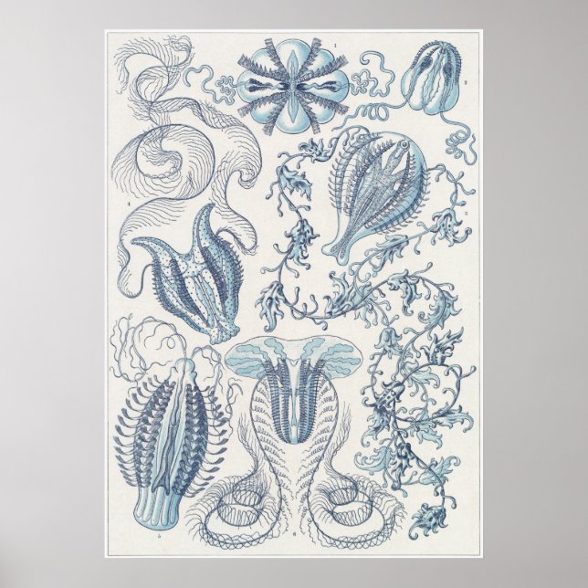Ernst Haeckel Art Print: Ctenophorae Poster (Vorne)