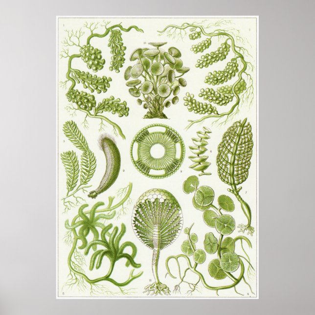 Ernst Haeckel Art Print: Siphoneae Poster (Vorne)