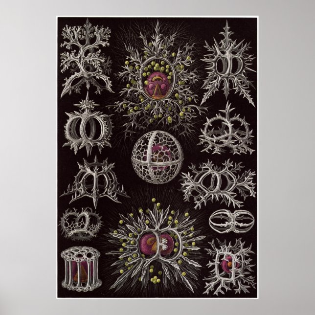 Ernst Haeckel Art Print: Stephoidea Poster (Vorne)