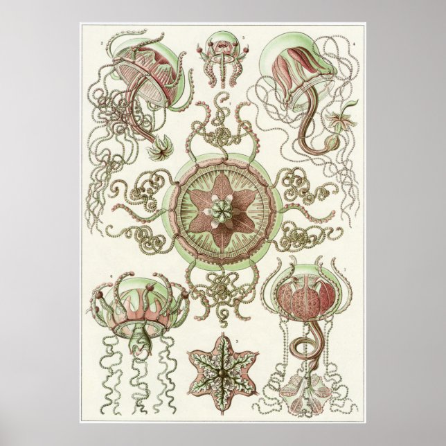 Ernst Haeckel Art Print: Trachomedusae Poster (Vorne)
