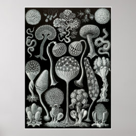Ernst Haeckel Artforms of Nature Print Poster