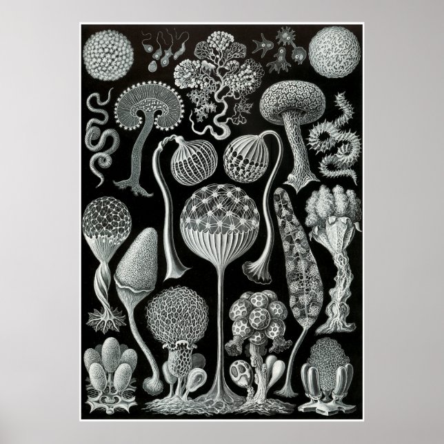Ernst Haeckel Artforms of Nature Print Poster (Vorne)