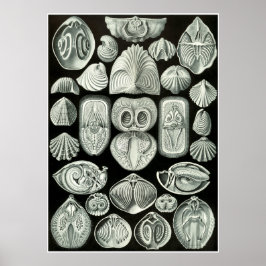 Ernst Haeckel Artforms of Nature Print Poster