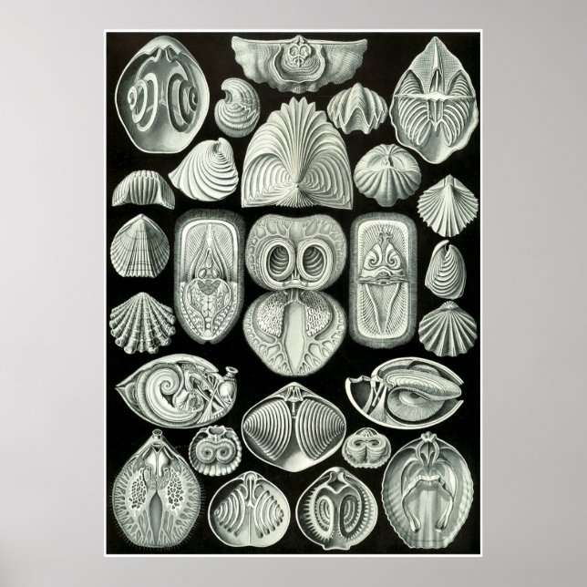 Ernst Haeckel Artforms of Nature Print Poster (Vorne)
