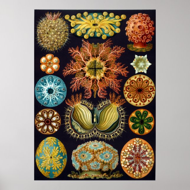 Ernst Haeckel Ascidiae Poster (Vorne)