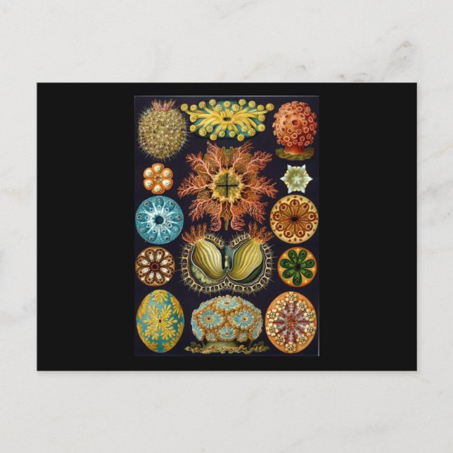 Ernst Haeckel Ascidiae Postkarte (Vorderseite)