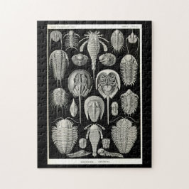 Ernst Haeckel Aspidonia