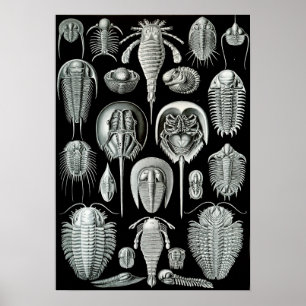 Ernst Haeckel Aspidonia crabs Poster