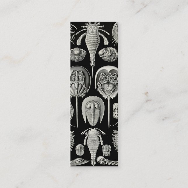 Ernst Haeckel Aspidonia Mini Visitenkarte (Vorderseite)