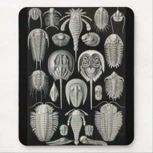 Ernst Haeckel - Aspidonia Mousepad