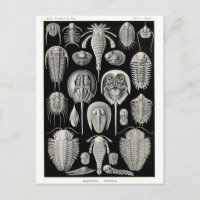 Ernst Haeckel Aspidonia