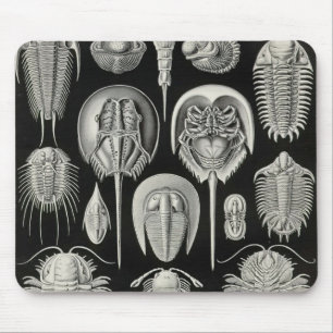 Ernst Haeckel - Aspidonia Sonderkommando Mousepad