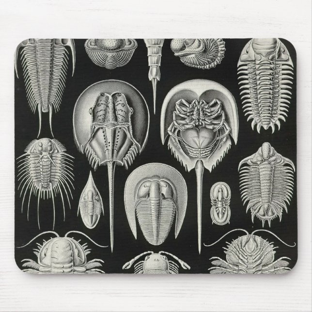 Ernst Haeckel - Aspidonia Sonderkommando Mousepad (Vorne)