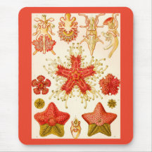 Ernst Haeckel Asteridea