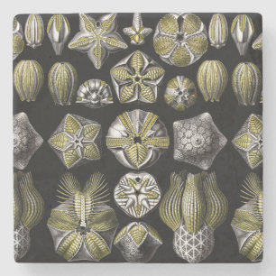 Ernst Haeckel Blastoidea Steinuntersetzer