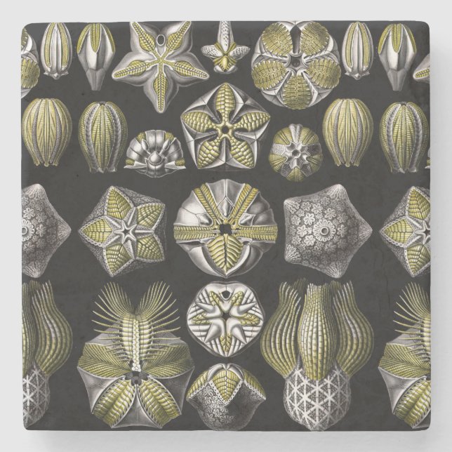 Ernst Haeckel Blastoidea Steinuntersetzer (Vorderseite)