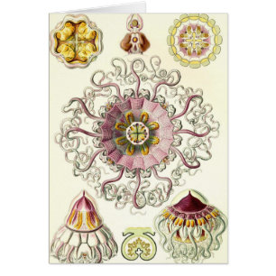 Ernst Haeckel - carte de Peromedusae