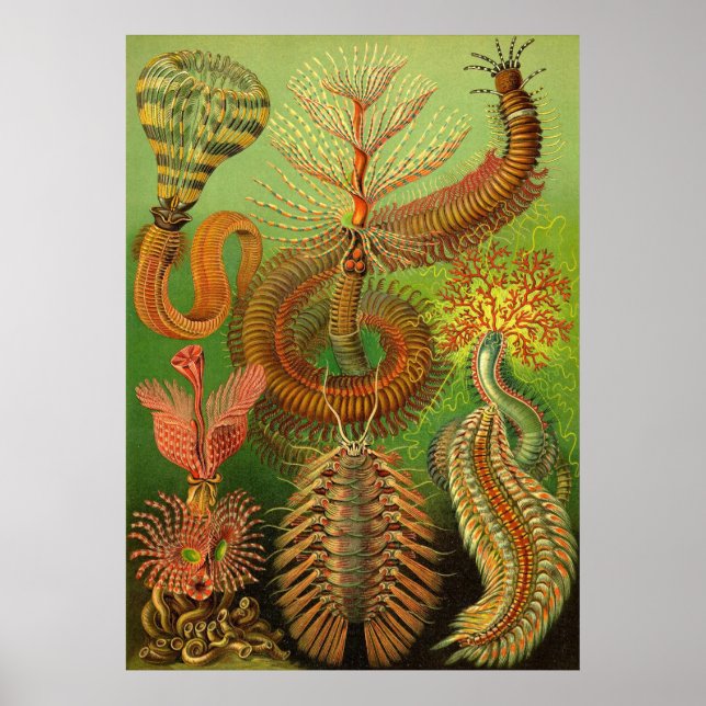 Ernst Haeckel - Chaetopoda Poster (Vorne)